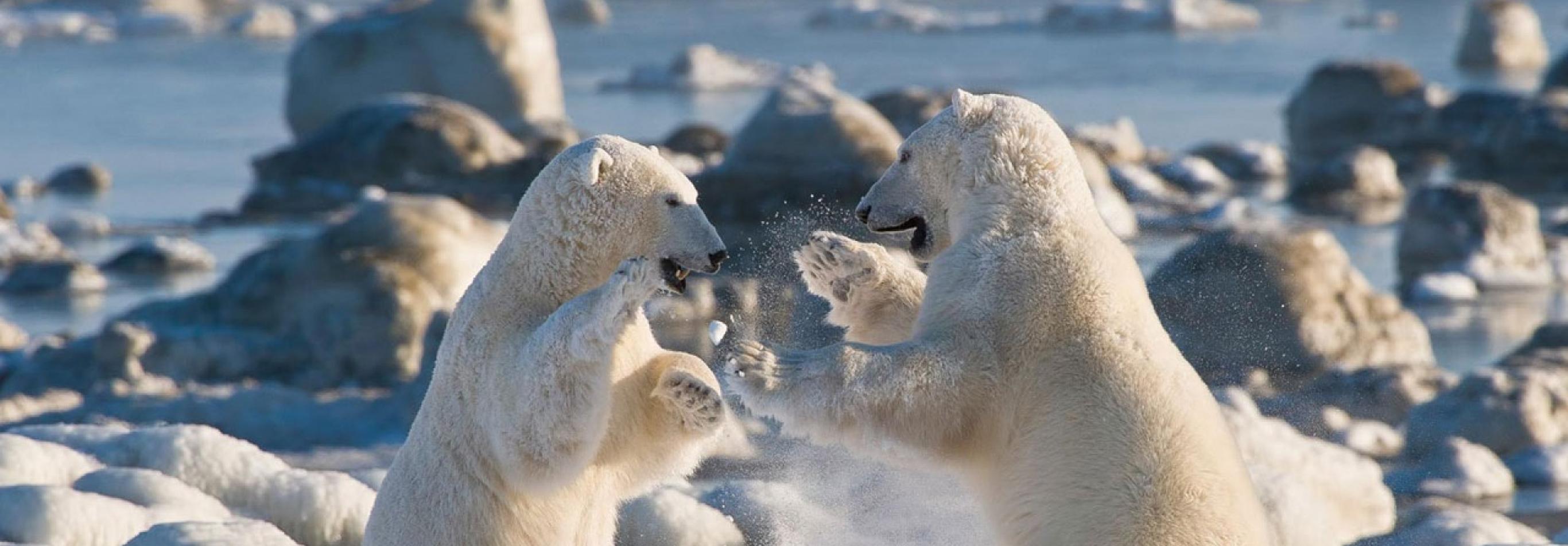 Canada - Avventura tra gli orsi polari - Safari in banchisa
