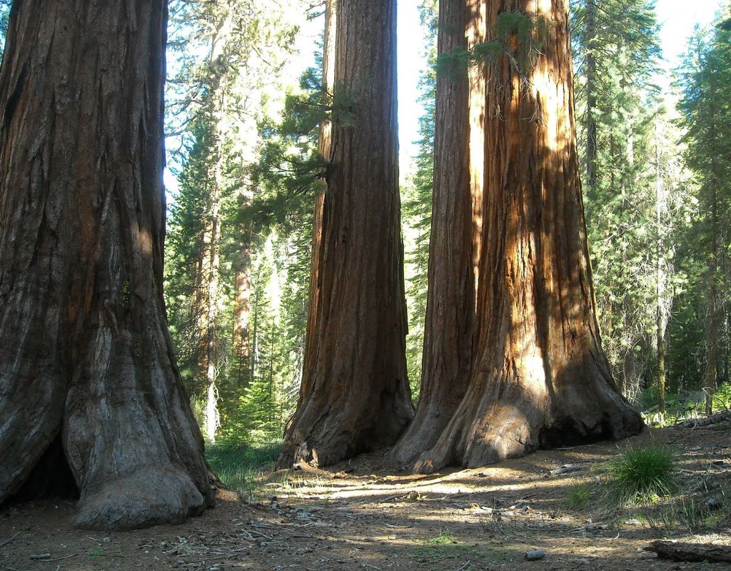 sequoie