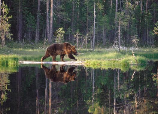 FINLANDIA - WILD BROWN BEAR ADVENTURE