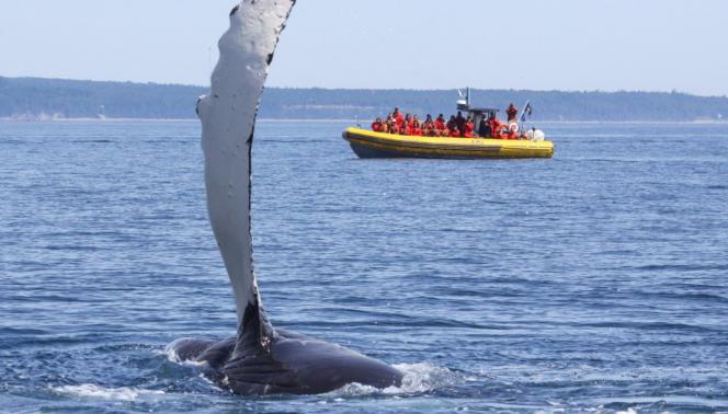 Canada - Fiordi, balene e foreste